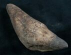 Fossil Sperm Whale Tooth - Georgia #7791-1
